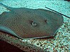 Honeycomb stingray