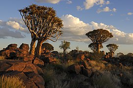 Quiver Tree Forest near Keetmanshoop, Namibia, in the evening.