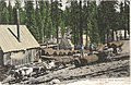 Logging Scene Near Auburn, Placer County