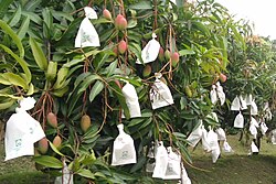 果实套上纸袋的芒果树（农民党一号芒果），以减低虫害。