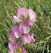 Spiny restharrow