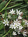 Ornithogalum umbellatum