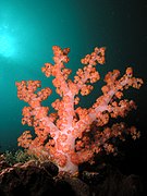 Pink soft coral