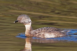 Poliocephalus poliocephalus RB