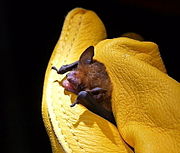 Brown bat