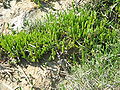 Salicornia europaea