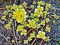 Sedum makinoi 'Ogon'