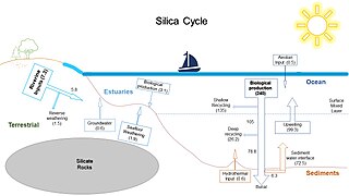 Silica cycle