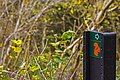 Squirrel trail sign Castle Eden Dene Nation Nature Reserve