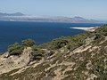 A wild Torrey pine grove, Santa Rosa Island, California