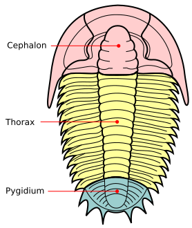 The tagmata of a trilobite: cephalon, thorax and pygidium