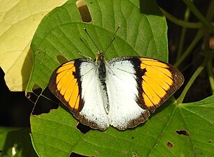 Dorsal view (male)