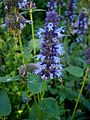 Agastache foeniculum