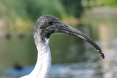feathered head and neck of a juvenile