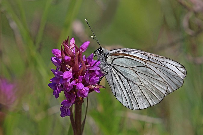 一只绢粉蝶（Aporia crataegi）停在紫点掌裂兰（Dactylorhiza incarnata）上。摄于爱沙尼亚萨雷马岛。