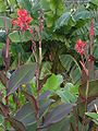 Plants from the order Zingiberales. Front: Canna indica two hybrids, back: Musa basjoo