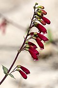 Flowers of Penstemon cardinalis