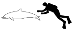 Clymene dolphin size