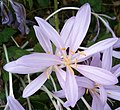 Colchicum laetum