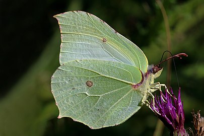 Common Brimstone Gonepteryx rhamni ♂ England, UK