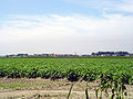 Creil as seen from a distance over crop fields.