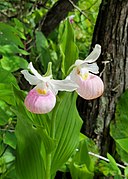 Cypripedium reginae