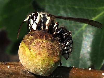 A bald-faced hornet sips nectar from a gall