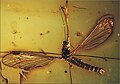 Elephantomyia pulchella male