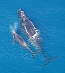 Female right whale with calf