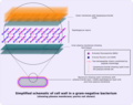 Gram-negative cellwall-schematic