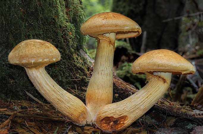 图为草绿裸伞（英语：Gymnopilus viridans）（Gymnopilus viridans），摄于美国华盛顿州弗拉格勒州立公园（英语：Fort Flagler State Park）。