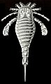 Scientists have identified more than 300 species of Eurypterid.