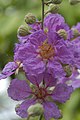 Lagerstroemia speciosa detail