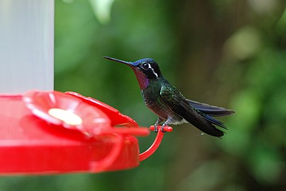 Male at feeder