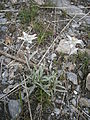 Leontopodium nivale subsp. alpinum