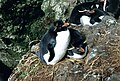 Eastern rockhopper penguin, Eudyptes (chrysocome) filholi