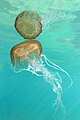 Jellyfish and its reflection on the sea surface.