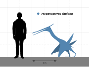 Moganopterus size