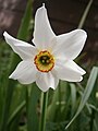 Narcissus poeticus var. recurvus close-up