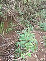 Old ʻauwai above the stream