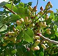 Pistacia vera 'Kerman'