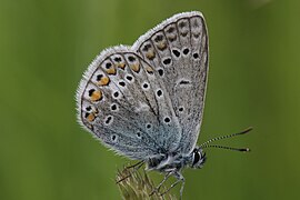 翅底花纹