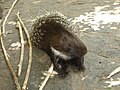 Porcupine