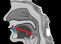 The shape of teeth and tongue when pronouncing ㅅ (s)