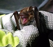 Brown bat