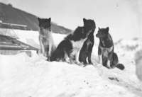 Left to right: unknown (Mary, Scott or George), unknown (Pavlova, Shackleton, Franklin or John Bull), Ginger Bitch, Basilisk