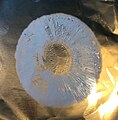 Spore print