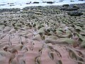 Shore platform at St Bees Head, UK