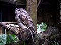 Tawny Frogmouth in defensive mode