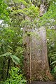 Yakas kauri：新西兰贝壳杉，新西兰体积最七大的树